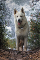 PERRO PASTOR SUIZO BLANCO EN INVIERNO