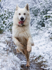 PERRO PASTOR SUIZO BLANCO CORRIENDO SOBRE LA NIEVE