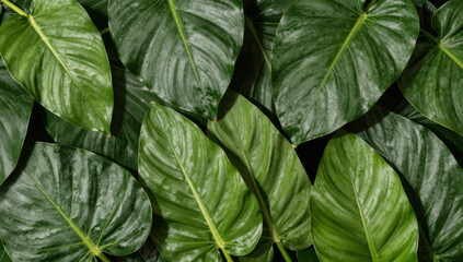 Vibrant tropical green leaves texture background lush dense foliage natural rainforest vegetation pattern