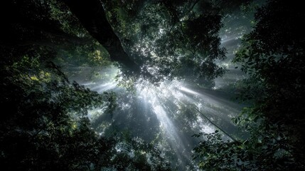 Dense Forest Canopy With Radiant Light Breaking Through