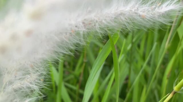 Close-up video, soft and delicate white reeds, waving in the wind among the fresh green grass.