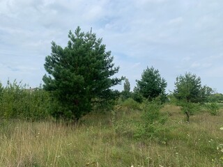 Fototapeta premium Natural landscape with young pine trees growing in a grassy meadow under a cloudy sky. Wild plants and small trees create a peaceful countryside atmosphere. Concept of nature, ecology, forest growth, 