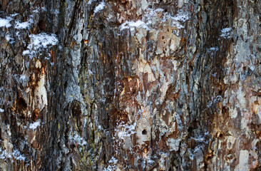 Winter Tree Bark Texture with Snow Details