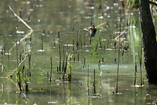 pesca da parte di un uccello acquatico