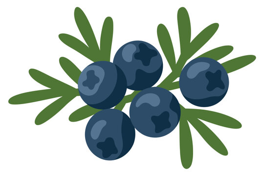 A digital illustration of a cluster of dark blue juniper berries with green leaves on a white background