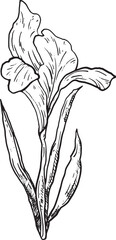 hand-drawn illustration of an iris flower with elongated petals and thin leaves. The flower is depicted in black and white tones, demonstrating its complex structure.
