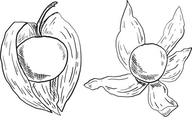 Two hand-drawn illustrations of physalis fruits with peel graphics. The fruits are round and small, they have a unique shape.