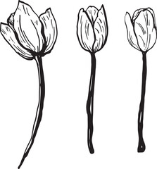 Three hand-drawn tulip flowers with slender stems. The flowers are depicted in a simple, elegant style, showcasing their unique shapes and details.