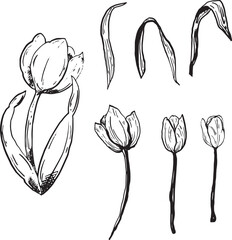 Set of hand-drawn tulip flowers in various stages, showcasing detailed petals and leaves. Black and white vector graphics for floral design.