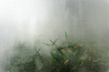 Abstract nature background through frosted glass with grass and leaves, creating a soft, blurred, and dreamy scene, perfect for adding a sense of mystery and tranquility