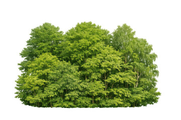 Green forest tree cluster isolated with transparent background providing lush foliage and nature elements