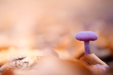 Amethyst deceiver mushroom (Laccaria amethystina) in autumn forest, purple edible fungus.