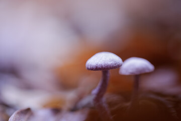 Amethyst deceiver mushroom (Laccaria amethystina) in autumn forest, purple edible fungus.