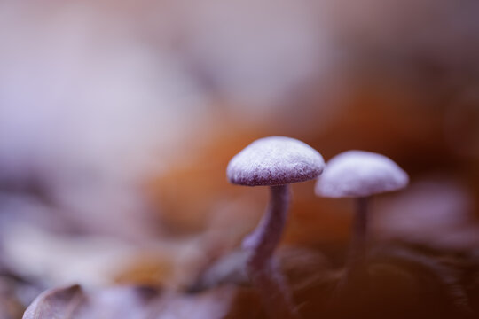 Amethyst deceiver mushroom (Laccaria amethystina) in autumn forest, purple edible fungus.