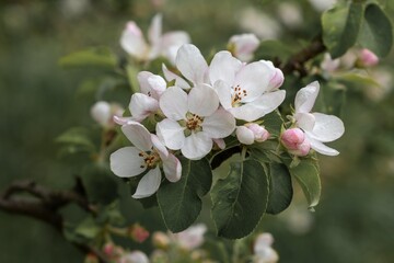 Apple tree flowers on a branch in a spring garden
