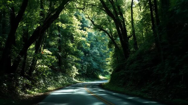 4K Scenic drive through a lush green forest with sunlight filtering through the canopy, creating a beautiful natural tunnel effect on the winding road video