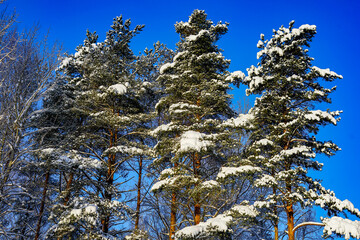 InSnow-Covered Pines Against a Winter Blue Sky