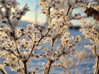 Macro shot of ice crystals on a plant in the morning sun