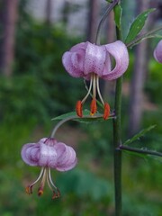 Bright flowers of martagon lily. Beauty of nature.