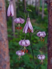 Bright flowers of martagon lily. Beauty of nature.