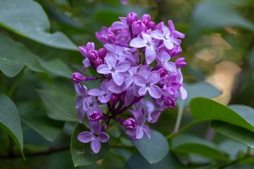 Lilac flowers against the background of green leaves. The beauty of nature.