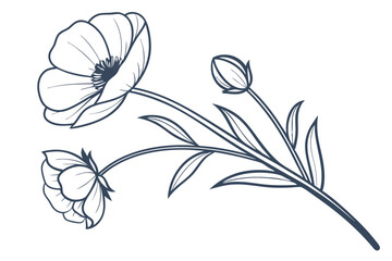 Ranunculus blossom elegant floral art on white background