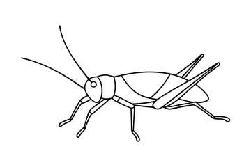 line drawing grasshopper insect outline nature illustration
