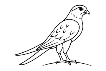 line drawing kestrel bird outline flying predator illustration