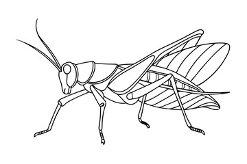 line drawing detailed grasshopper line art wildlife illustration