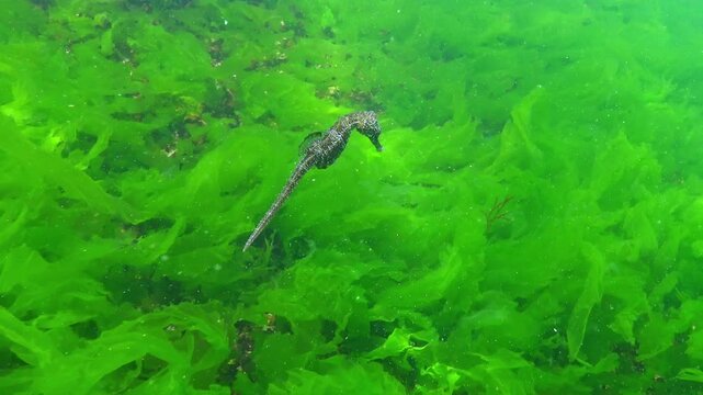Seahorse Hippocampus hippocampus swims above green algae Enteromorpha intestinalis in the Black Sea