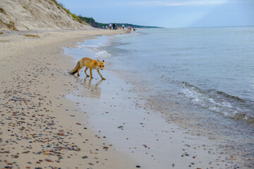 Young red fox walking on Baltic Sea beach near Smoldziński Las, Poland