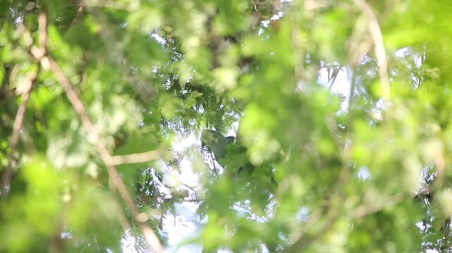 The black-billed turaco (Tauraco schuettii) is a medium-sized turaco, an endemic family to sub-Saharan Africa. 