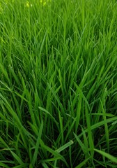 Fototapeta premium A lush, dense carpet of healthy green grass blades growing closely together under natural daylight, providing a soft background texture for organic themes ,closeup ,abstract ,natural