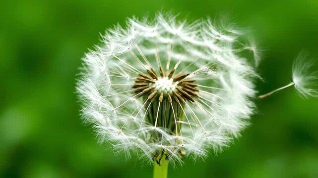 Close up of a dandelion clock with its seeds being blown away by the wind. The fluffy white seed head stands against a soft green background