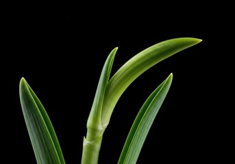 Obraz premium Close-up view of fresh green flower stems showing growth, texture, and natural lines. Botanical beauty ready for bloom or arrangement ,life ,flowers ,abstract