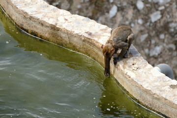 Thirsty barbary macaque reaching down to drink fresh water from a stone reservoir, seeking hydration in a natural environment