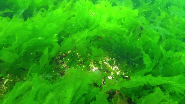The stone shrimp Palaemon elegans swims above green algae Enteromorpha intestinalis in the Black Sea