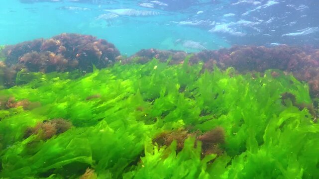 Green algae Enteromorpha or Ulva lactuca sway in the water current in the Black Sea