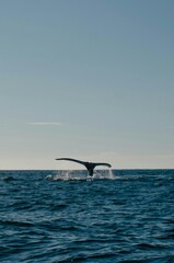 Obraz premium Whale tail emerging from the ocean as it dives beneath the surface, creating splashes of water in the open sea. Marine wildlife scene symbolizing freedom, nature, and ocean conservation.
