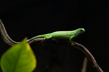 Iguana reptile resting on branch, detailed green scales and anatomy, dark isolated background, ideal for biology concepts, zoo promotion, conservation projects and scientific publications.