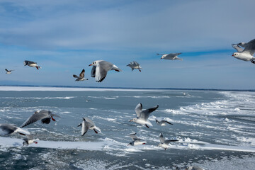 Fototapeta premium Icy Surface of Lake Balaton with Life Beneath the Frozen Water