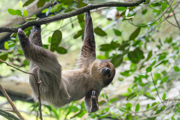 Obraz premium Three-toed sloth hanging on a tree branch in a rainforest, an arboreal mammal surrounded by green leaves, a wildlife behaviour scene for ecology, education, conservation and editorial layouts.