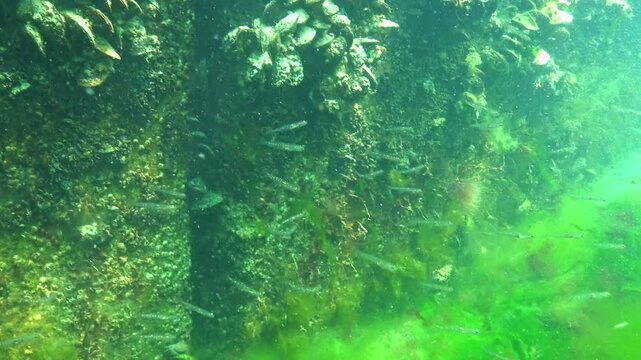 The glass goby Aphia minuta is swimming near a mussel-covered pier in the Black Sea