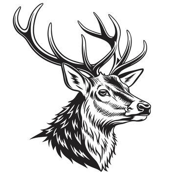 Detailed engraving of a majestic stag head in a striking black and white illustration silhouette
