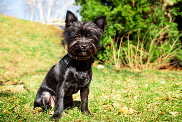 Black dog of the Yorkshire Terrier breed sits on a background of green trees. The dog has a collar. Dog training. City. Horizontal and blurred photo