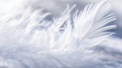 Fototapeta premium lightness. Delicate white feather showcasing intricate textures under natural sunlight. wildlife magazines, conservation campaigns, designed for eco-tourism storytelling. 