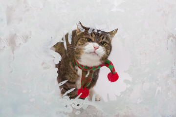 Gray cat in a red scarf looks out of the frozen window