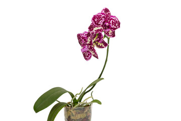 Blooming phalaenopsis orchid is a Wildcat.