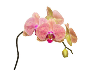 Coral-colored phalaenopsis orchid in bloom.