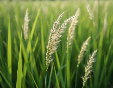 Close up photo of slender meadow foxtail grass. Green background of grass creates nature visual. Image of wild plant in bloom. Flora in spring sunlight. Fresh season.